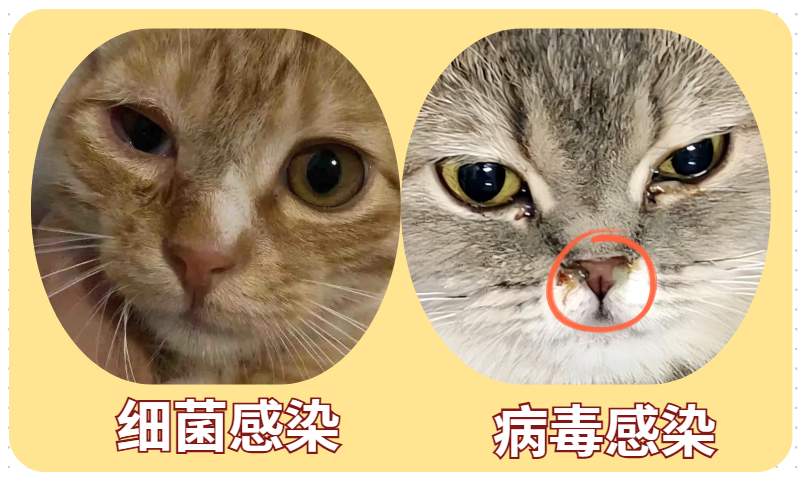 小猫眼睛流脓封眼