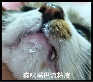 警惕！猫嘴流黏液，速看治疗方案！