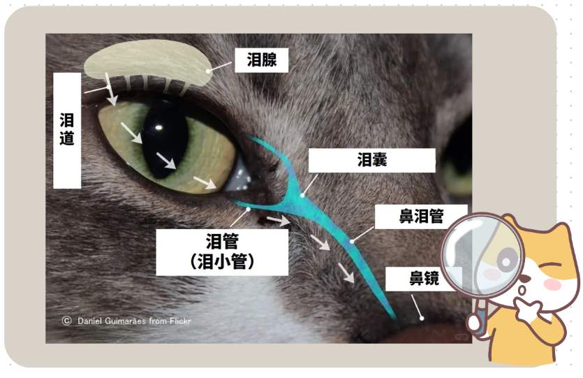 猫眼睛总是流眼泪有褐色分泌物怎么办？