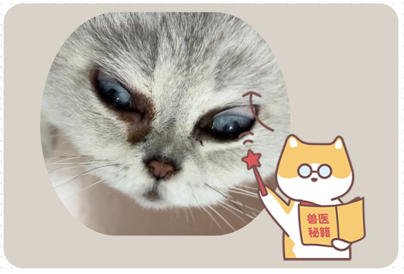 猫眼睛总是流眼泪有褐色分泌物