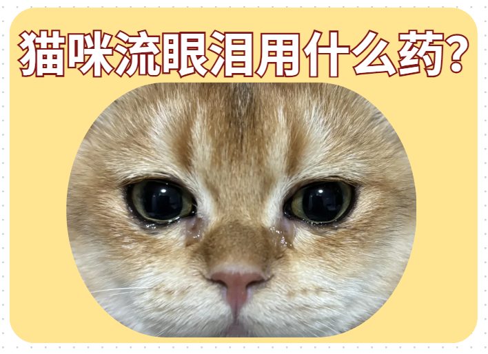 猫咪流眼泪的原因