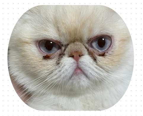 猫咪流眼泪用什么药