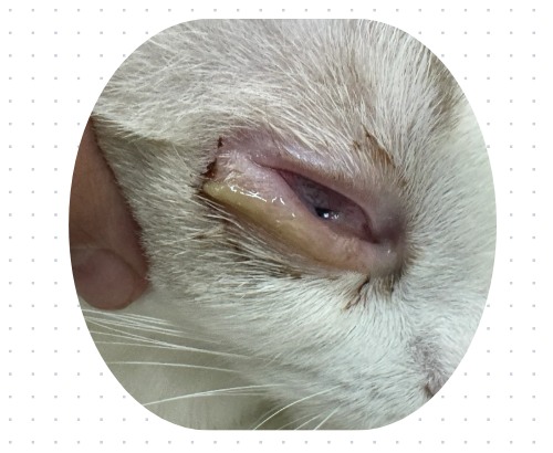 猫咪有眼泪眼屎怎么治疗？