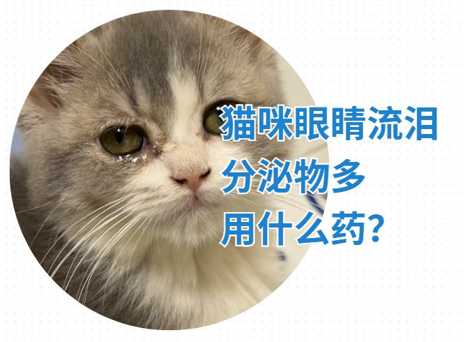 猫咪眼睛流泪分泌物多用什么药？