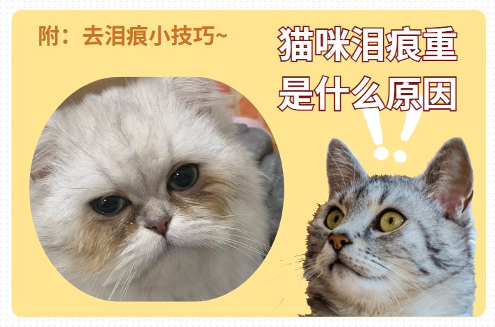 猫咪泪痕重是什么原因