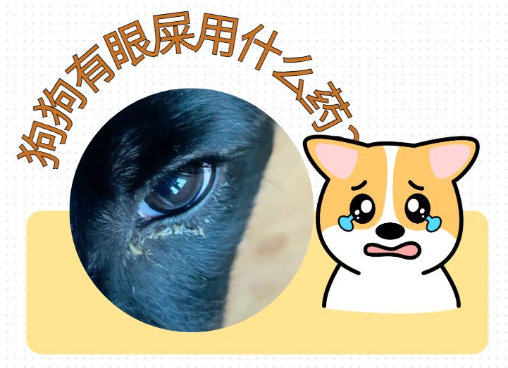 狗狗有眼屎用什么药
