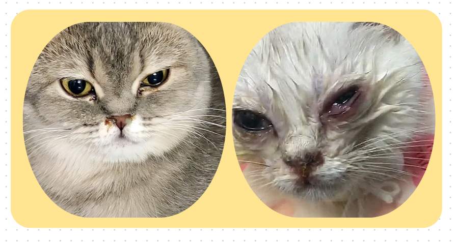 猫咪眼睛流泪分泌物多用什么药效果好？