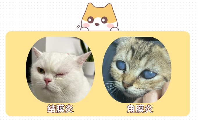 猫咪泪痕严重