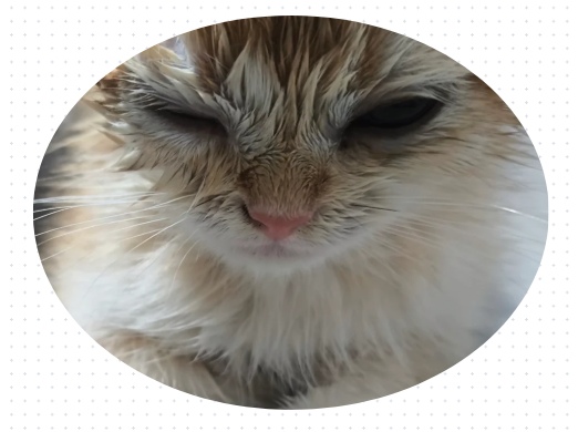 猫咪眼睛流泪分泌物多怎么回事？