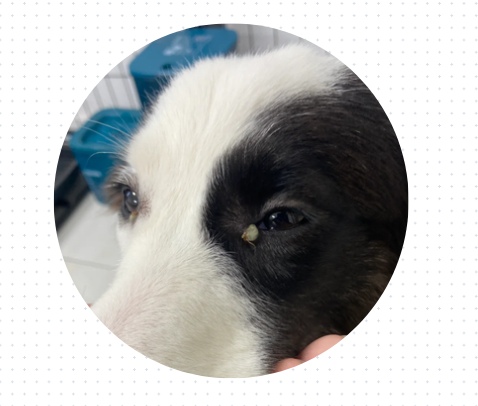 狗狗有眼屎怎么办？