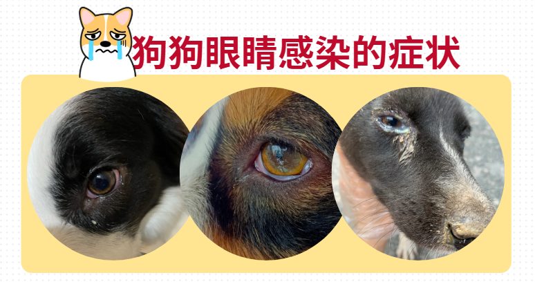 狗狗眼屎多怎么办？