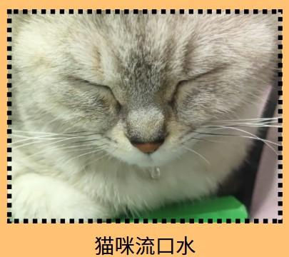 猫咪流口水：正常现象还是健康警报？一文告诉你答案