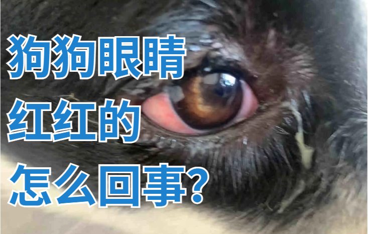 狗狗眼睛红是怎么回事？用什么药好？