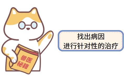 猫咪流口水：正常现象还是健康警报？一文告诉你答案