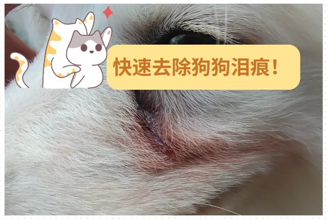 狗狗去泪痕最有效最快的办法，真的很好用！