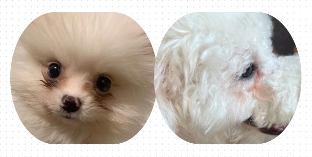 去除狗狗泪痕最有效最快的办法