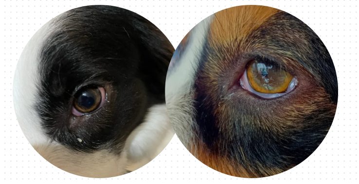 狗狗眼睛红是怎么回事？