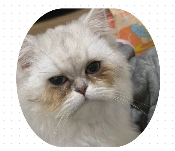 猫咪有眼泪眼屎用什么药？