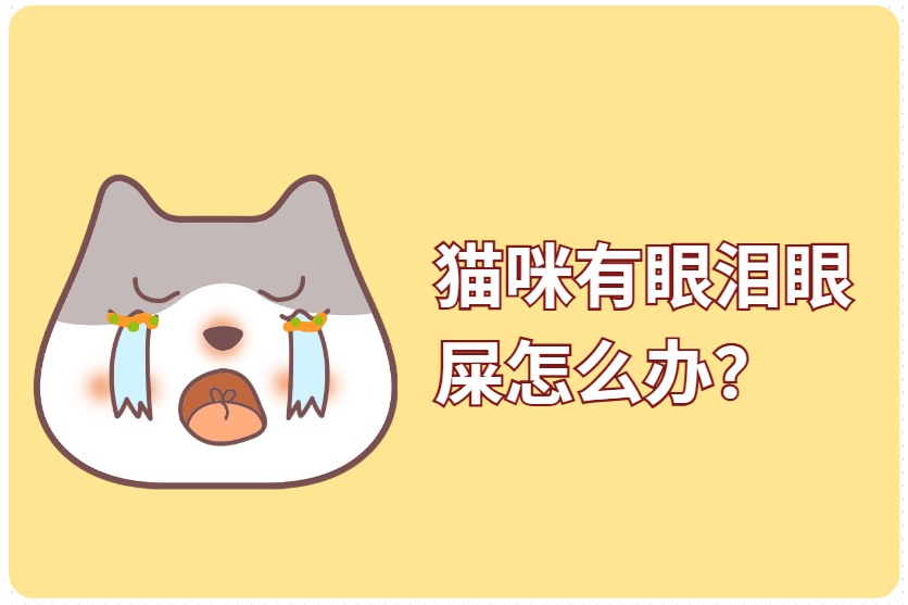 猫咪有眼泪眼屎怎么办？别急，教你如何区分&处理