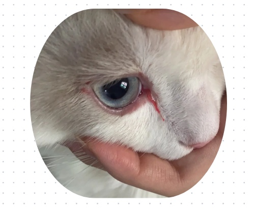 猫咪有眼泪眼屎怎么处理？