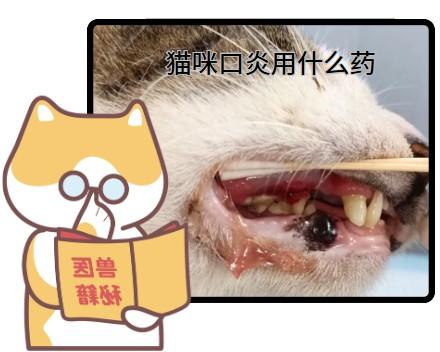 猫咪口炎没有特效药怎么办？一文带你掌握治疗方法