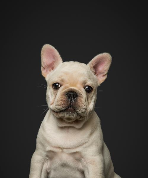 法国斗牛犬掉毛周期及护理（掉毛周期长短和如何有效护理宠物）