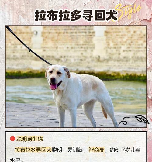 聪明绝顶的狗狗们（揭秘智商最高的狗狗品种）