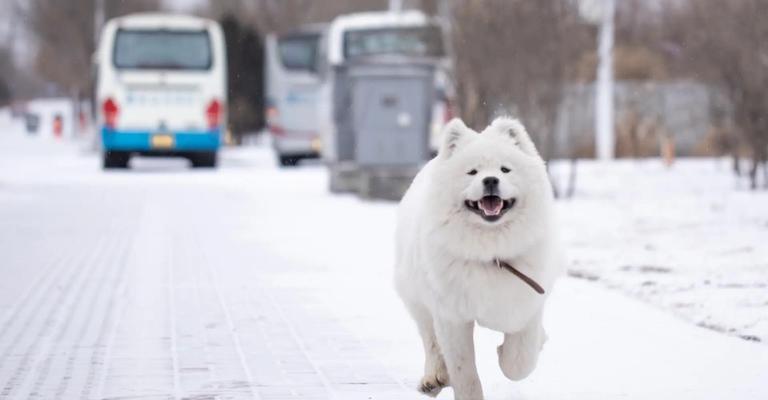 萨摩耶犬的性情特点及是否会咬人（了解这一可爱宠物的性格和特质，从而了解它是否有攻击性）