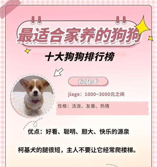 新手养狗指南（为您解答养狗初期的疑问，让您的狗狗养育之路更加顺利）