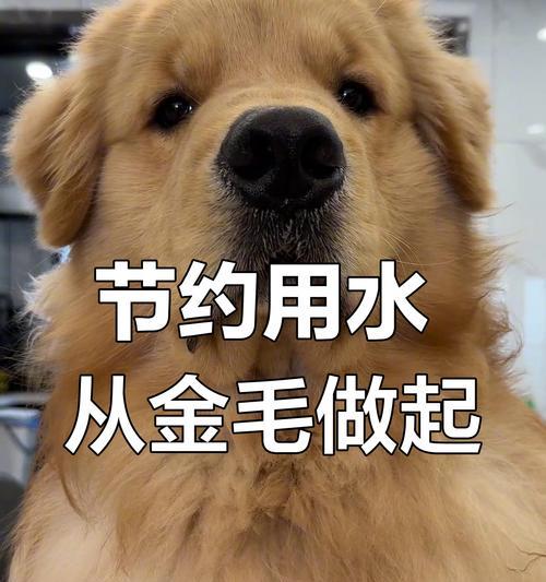 金毛洗澡频率探讨（探究金毛洗澡的最佳频率及注意事项）