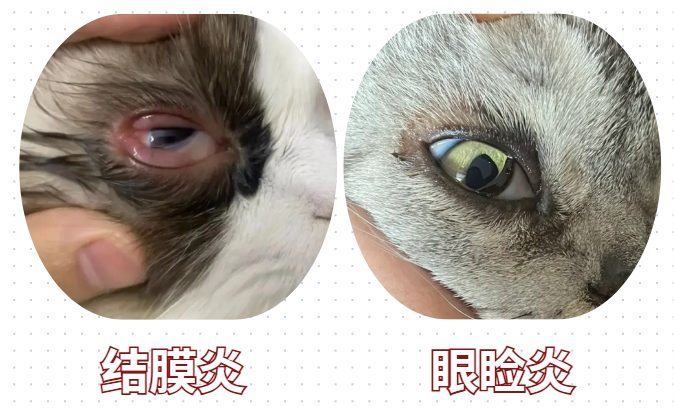 猫咪眼睛流褐色分泌物