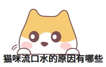 猫咪流口水原因及治疗方法解析