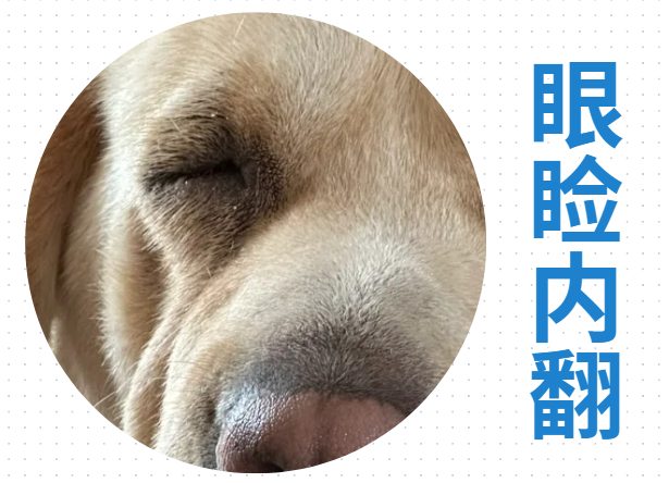 怎么去除狗狗泪痕