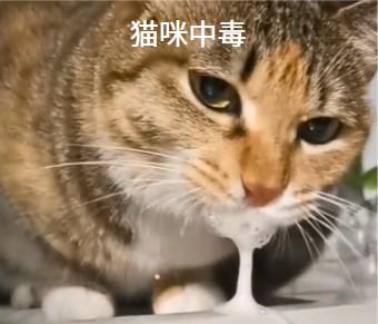 猫咪流口水原因及治疗方法解析