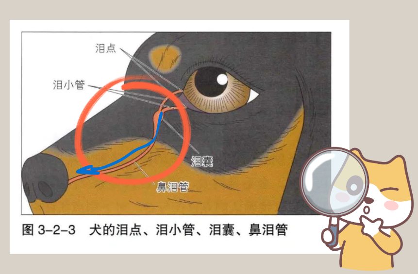 小狗流眼泪是怎么回事？