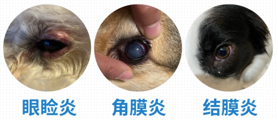 狗狗老是有眼屎