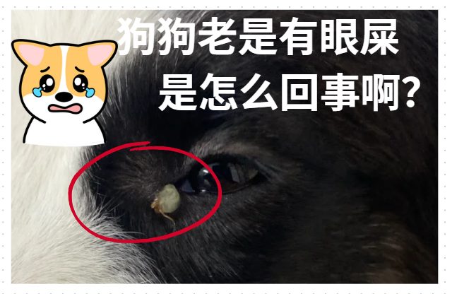 狗狗老是有眼屎是怎么回事啊？
