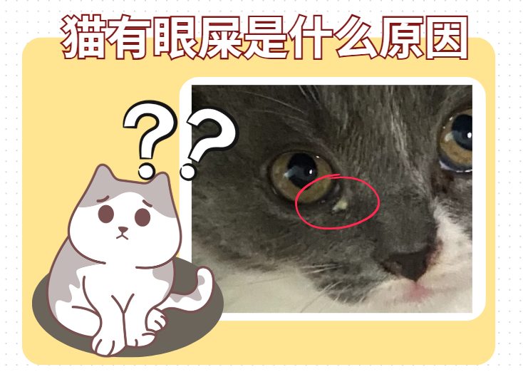 猫有眼屎是什么原因？