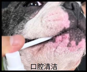 告别牙龈炎！狗狗专用药物大揭秘