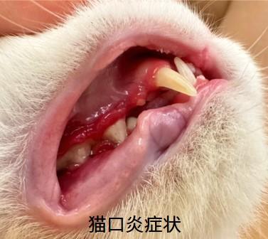 猫咪口炎怎么办？这几种药物效果显著！