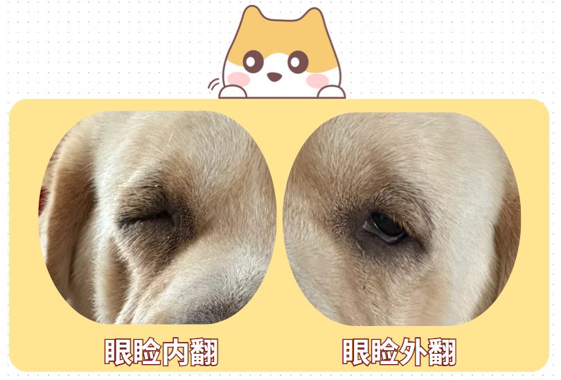 狗狗眼睛红流眼泪用什么药？