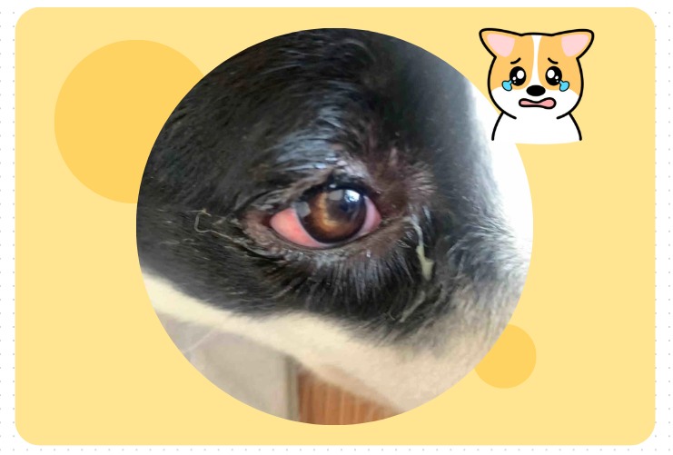 狗狗眼睛红流眼泪用什么眼药水？