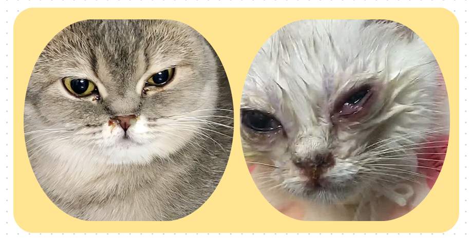 小猫眼睛流脓睁不开怎么办？