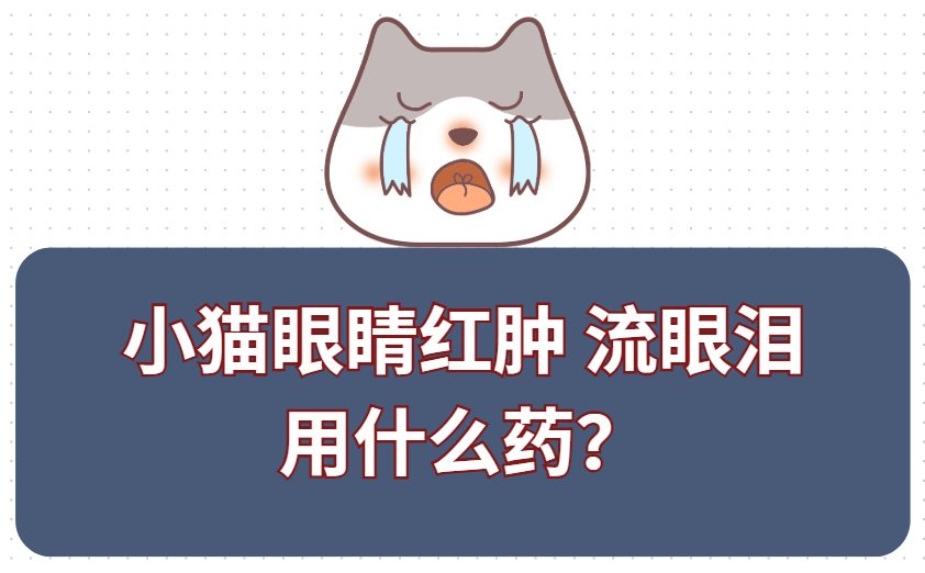 小猫眼睛红肿流眼泪怎么办？