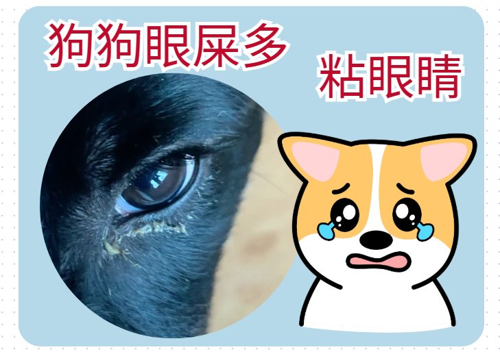 狗眼屎多还粘眼睛