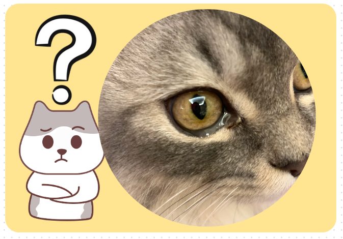猫咪经常流眼泪是怎么回事？