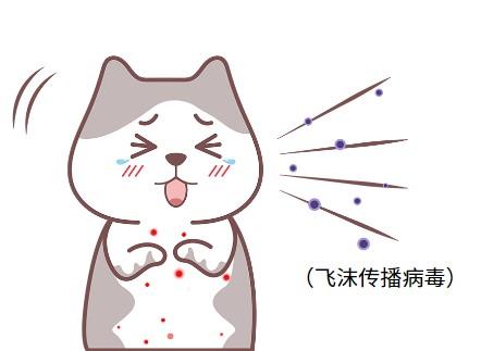 摸了猫鼻支的猫回家会传染给家里的猫咪吗？