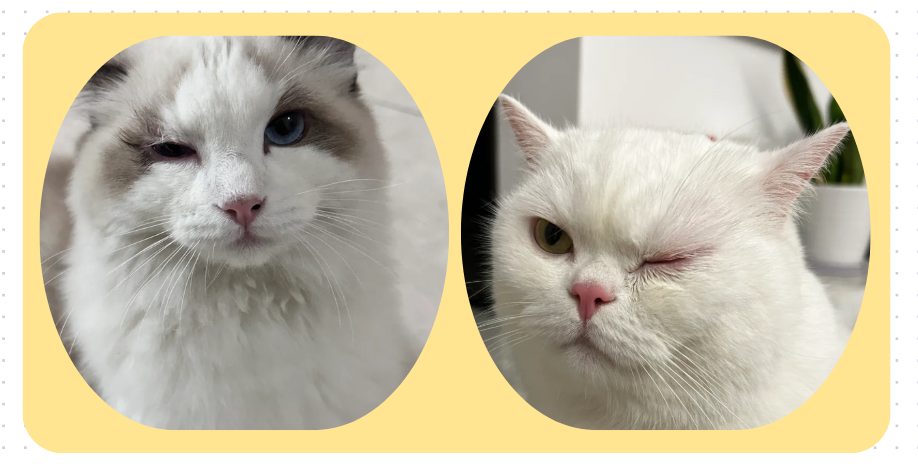 猫咪眼睛红肿流眼泪