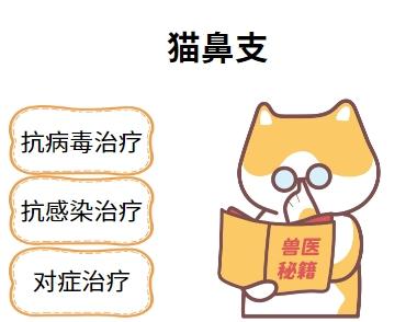 拯救爱猫！猫鼻支传染应对全攻略