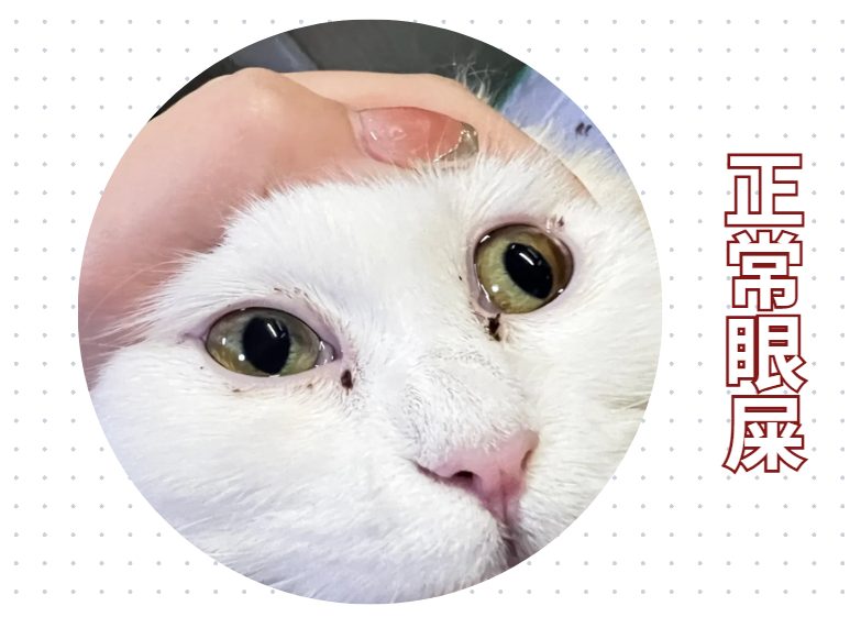 猫咪正常眼屎